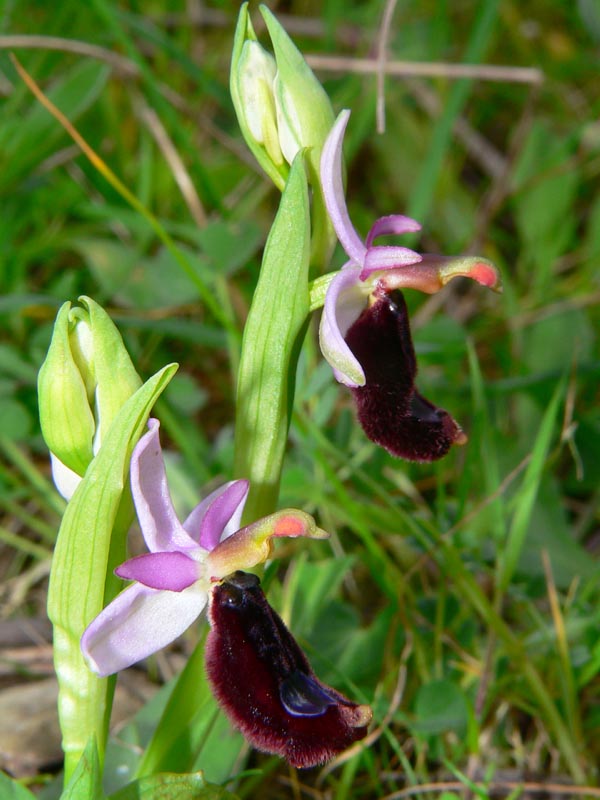 Primavera e orchidee palermitane